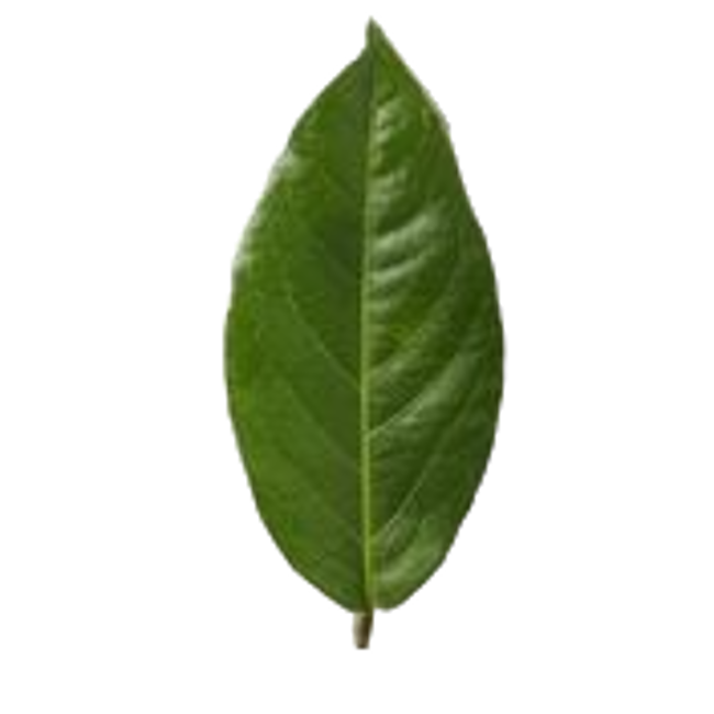 Hoja de laurel image content