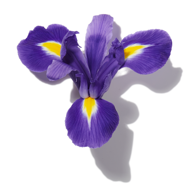 Iris image content