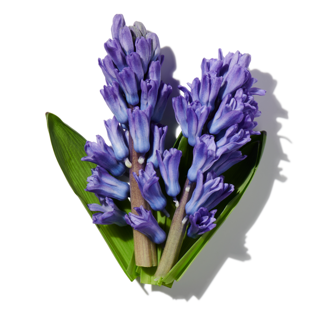 Jacinto image content