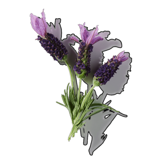 Lavanda-Romero image content