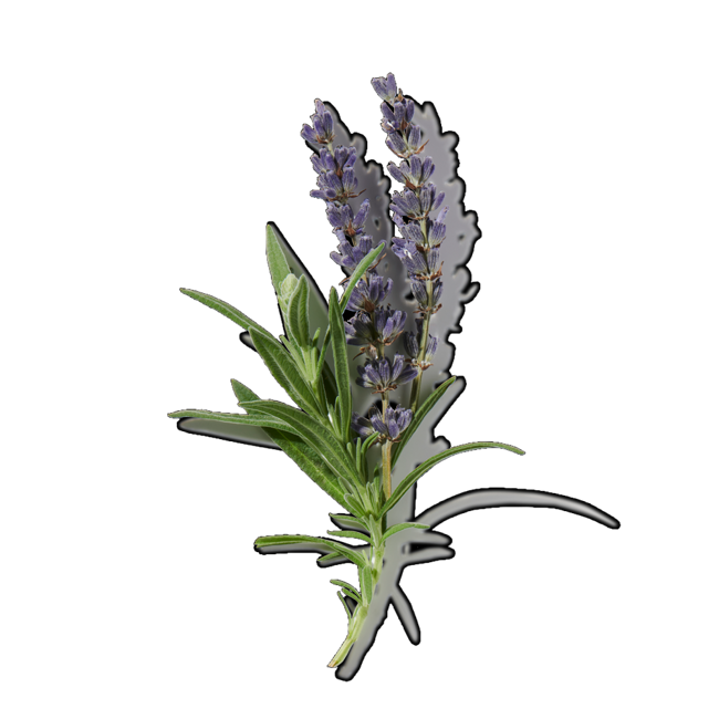Lavanda image content