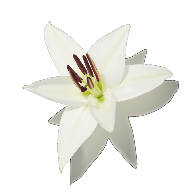 Lilly del Valle image content