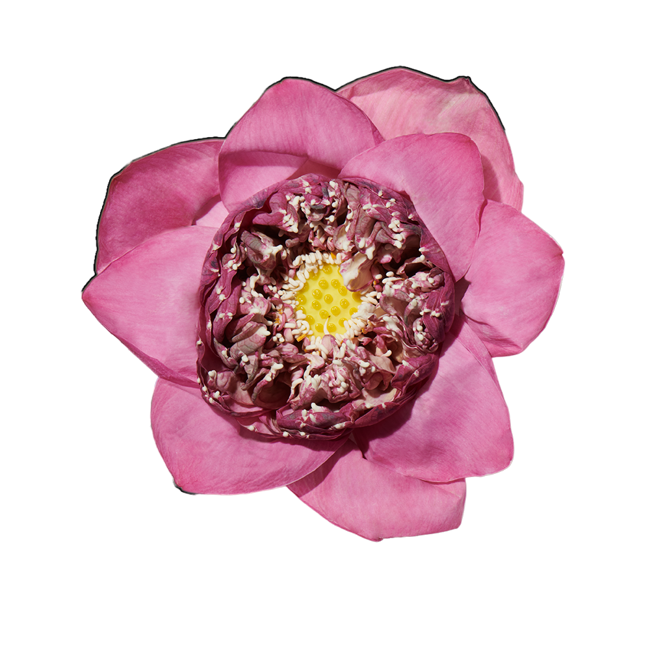 Loto image content