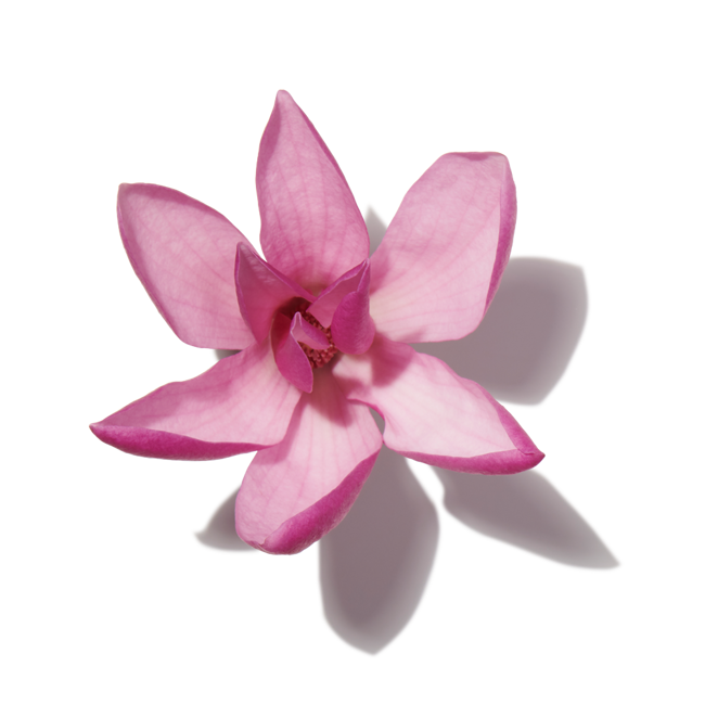 Magnolia image content