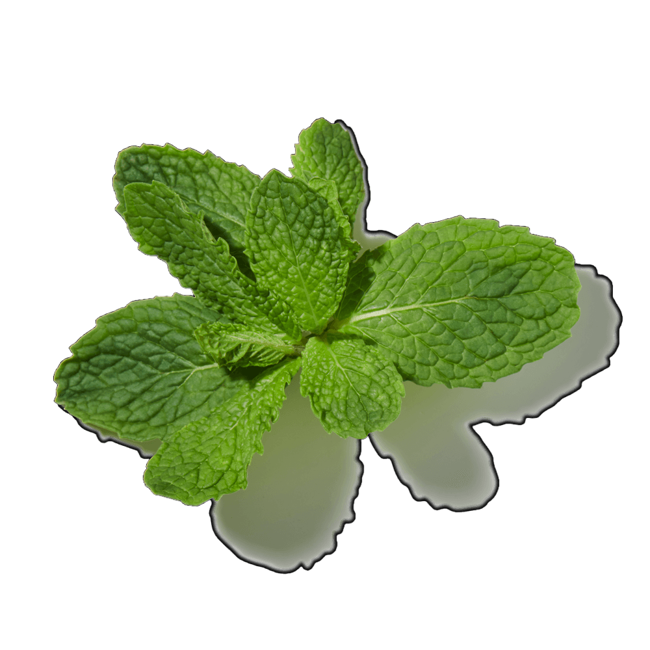Menta verde image content