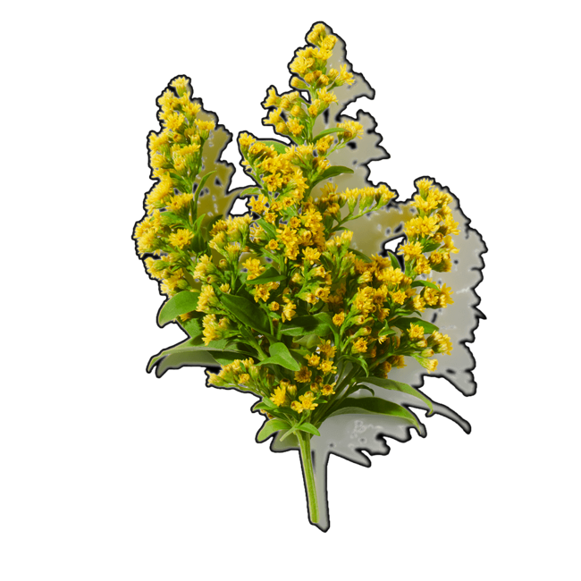 Mimosa image content