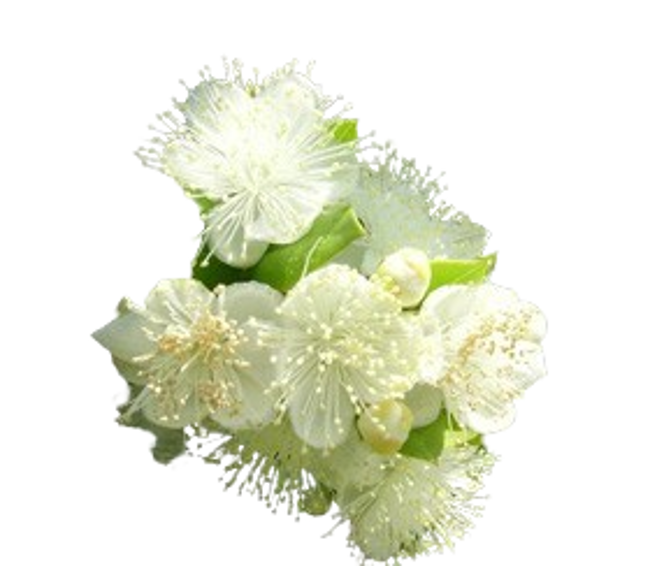 Mirto image content
