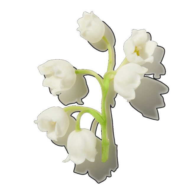 Muguete image content