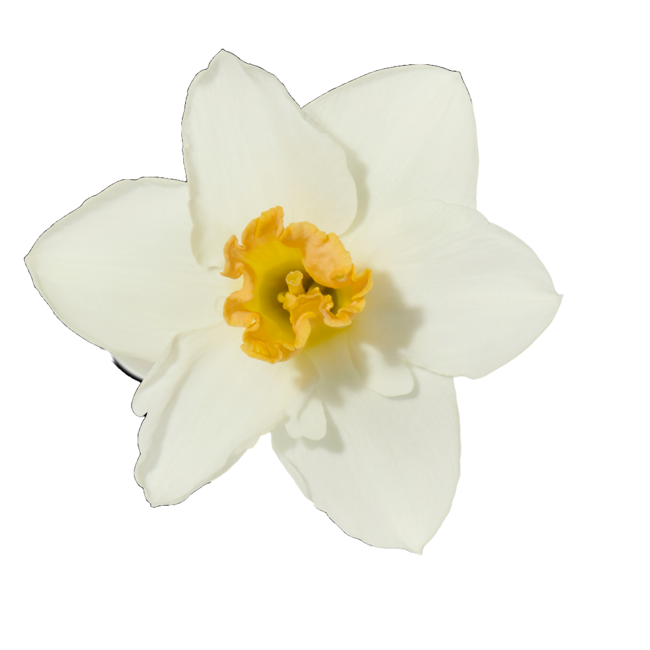 Narciso image content