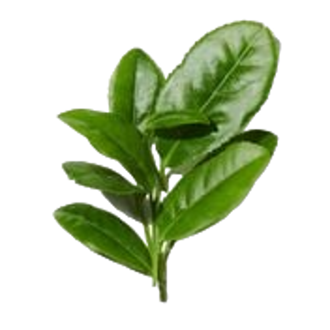 Notas verdes image content