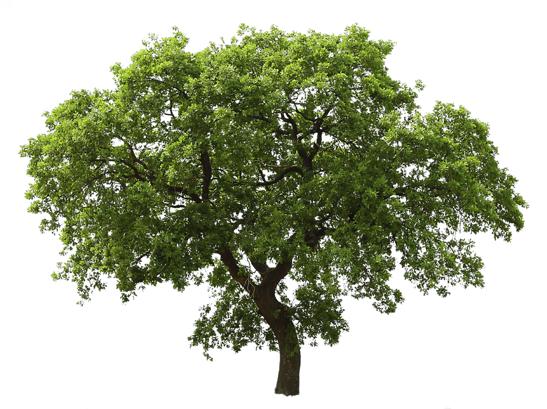 Oak-Fusion.png