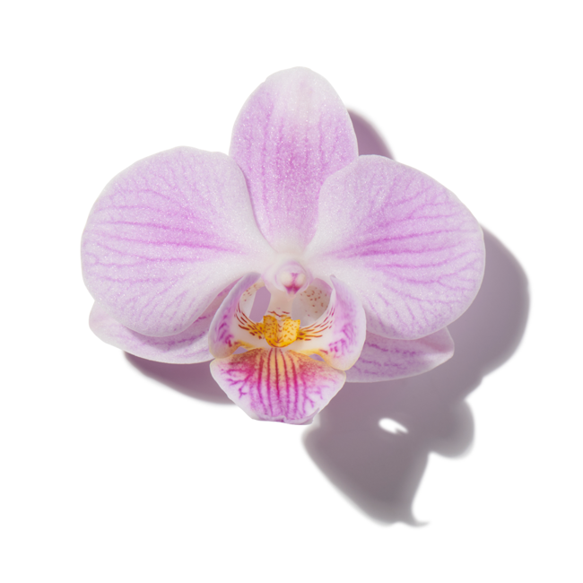 Orquidea image content