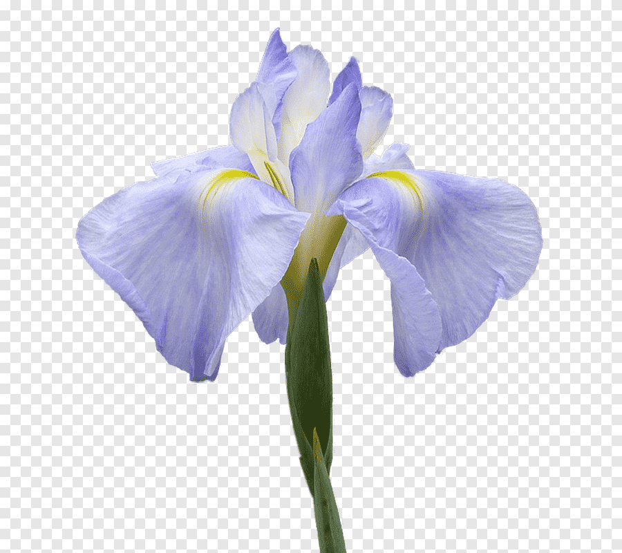 Orris.png