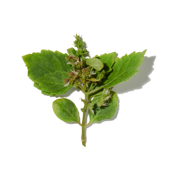 Pachuli image content