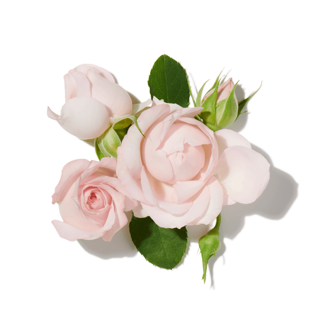 Rosa bulgara image content