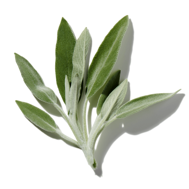 Salvia Ahumada image content