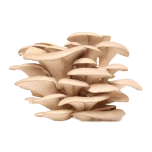 Seta.png