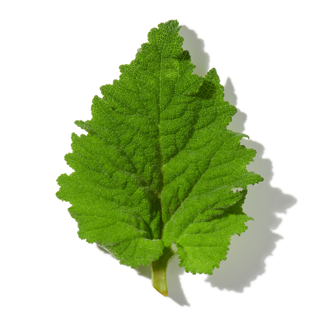 Shiso image content