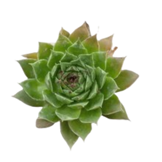 Siempreviva.png