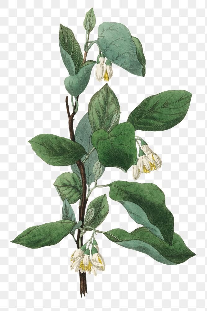 Styrax.png