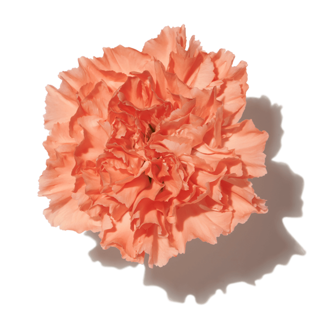 Tagetes image content
