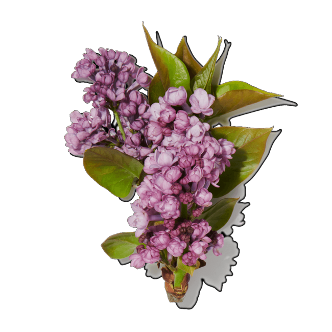 Verbena image content