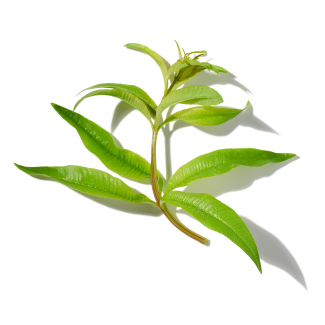 Verbena de limon image content