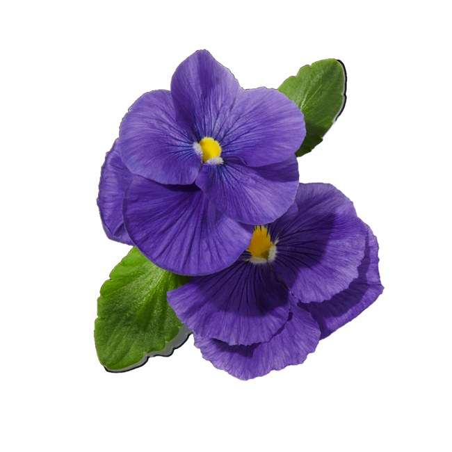 Violeta image content