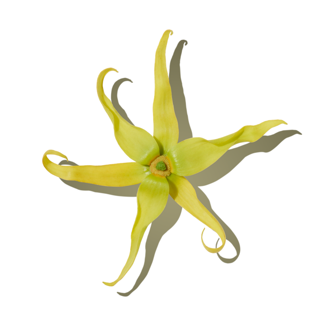 Ylang Ylang image content