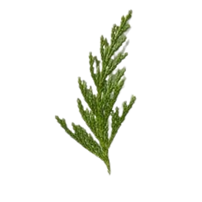 arboles-de-alepo.png