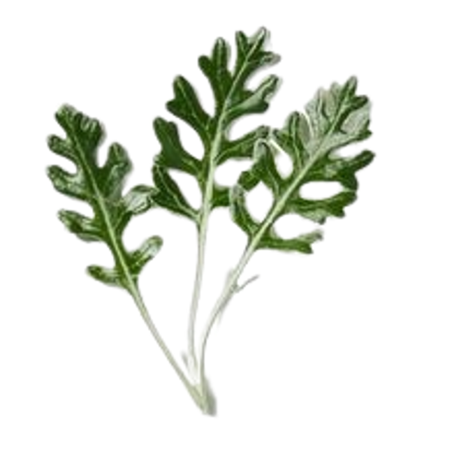 artemisia.png
