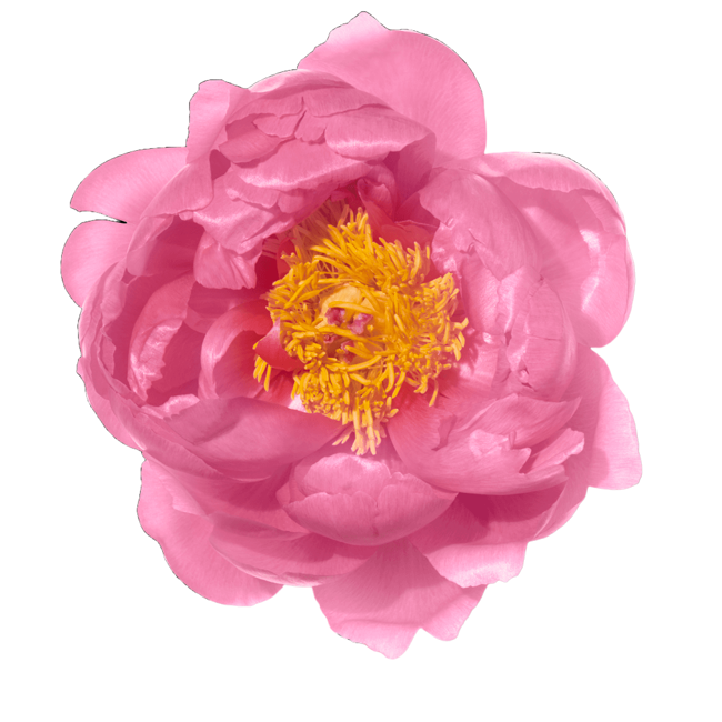 camelia blanca image content