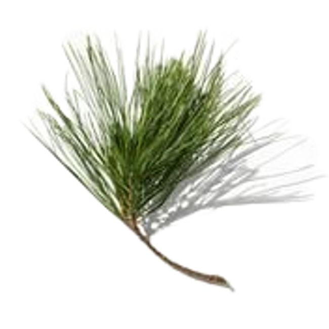 cicuta-negra.png