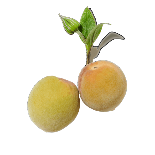 ciruela mirabel image content