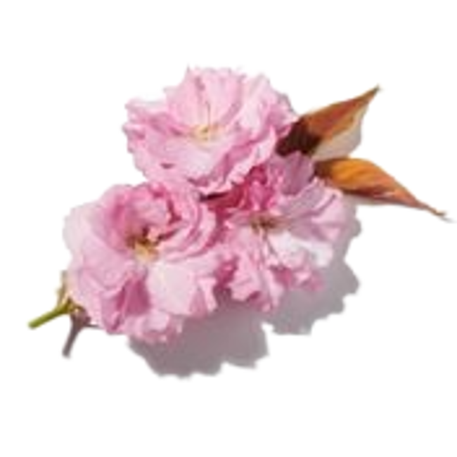 flor de cerezo image content