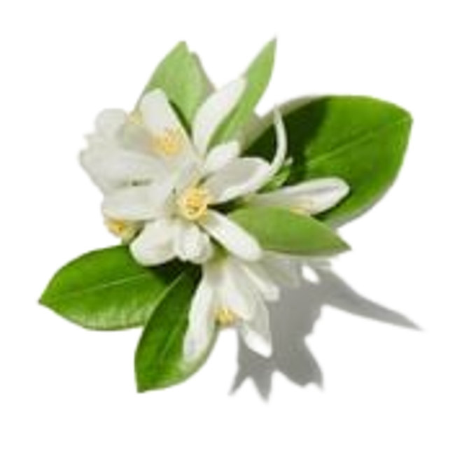 flor de manzana image content