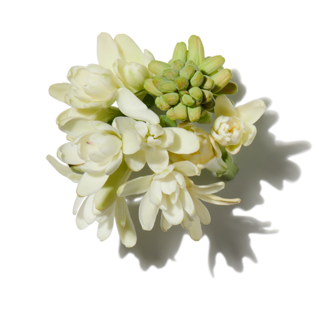 flores-blancas.png