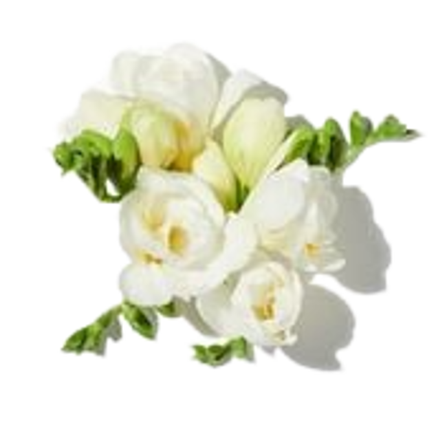 fresia image content