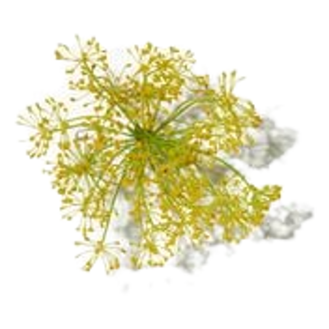 galbano image content