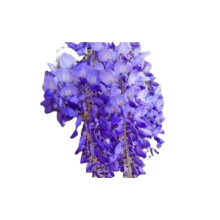 glicina image content