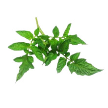 Hoja De Tomate image content