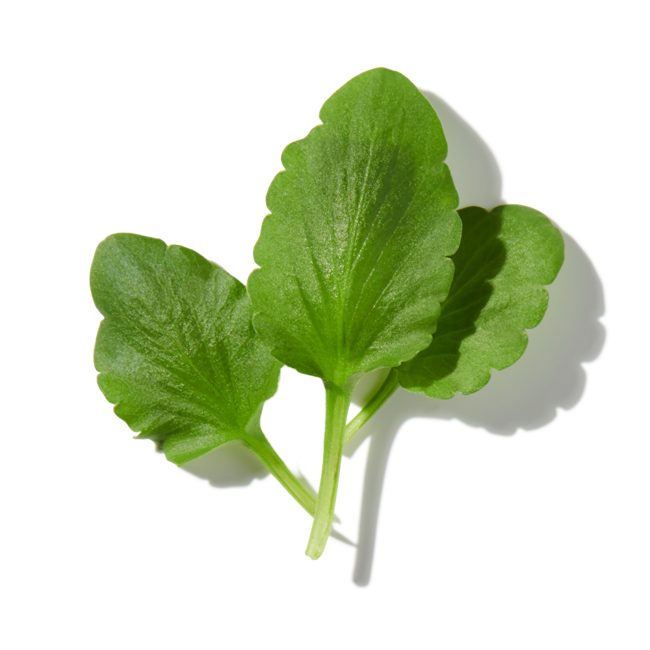 hoja violeta image content