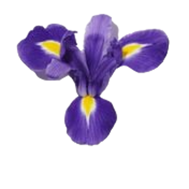 iris azul image content