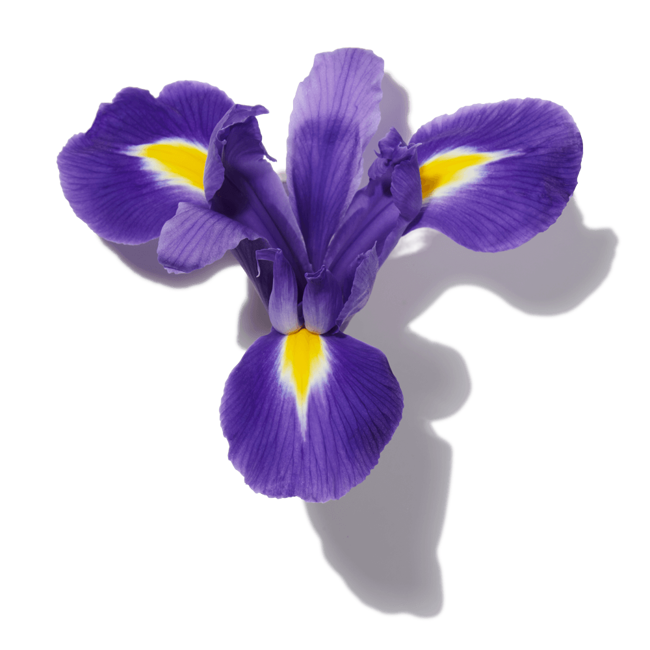 iris morado image content
