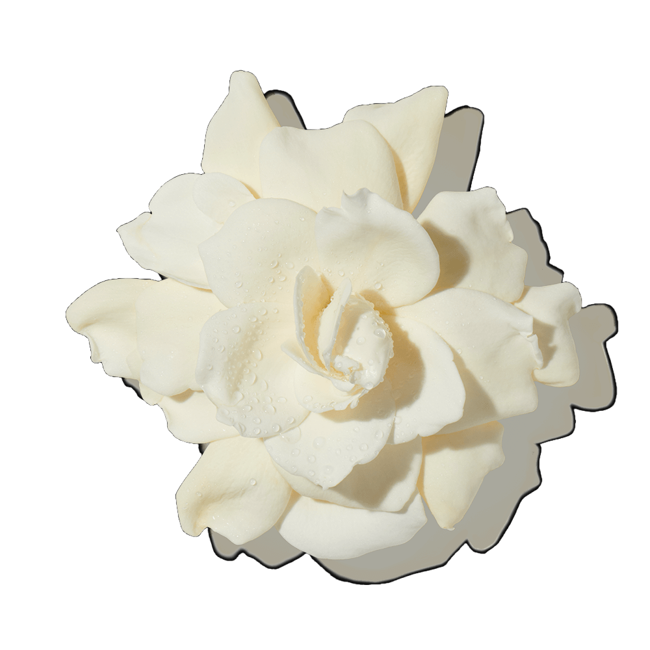 isla gardenia image content