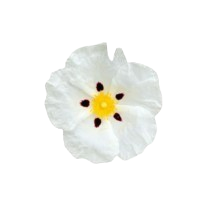 ladano image content