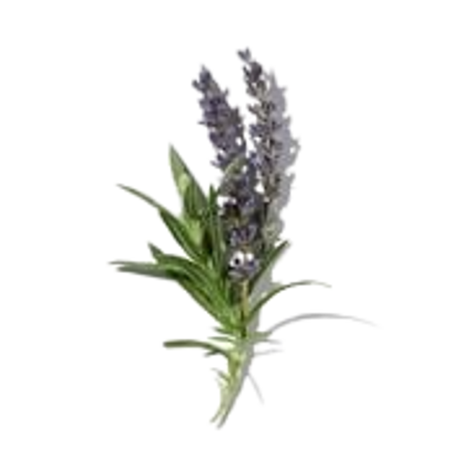 lavanda francesa image content