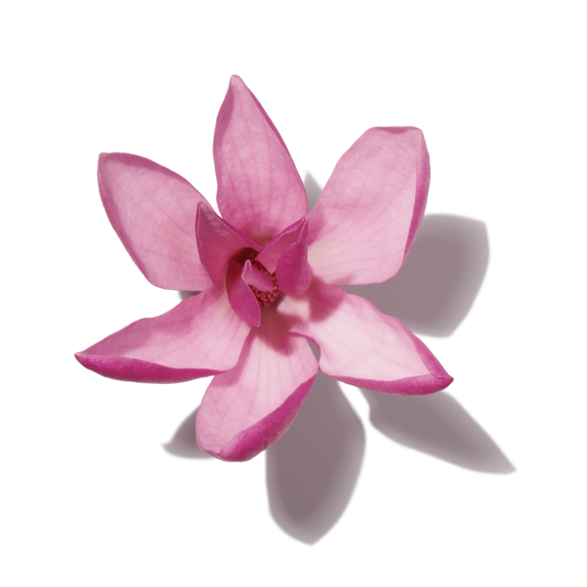 magnolia rosa image content