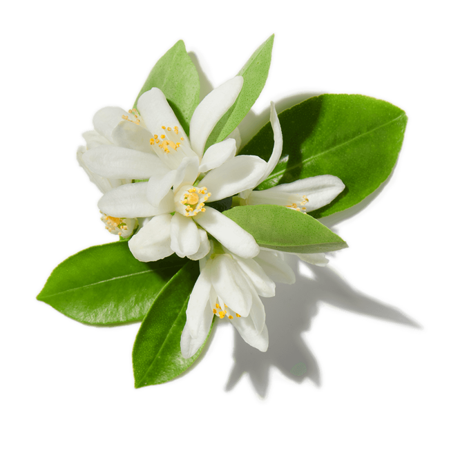neroli image content