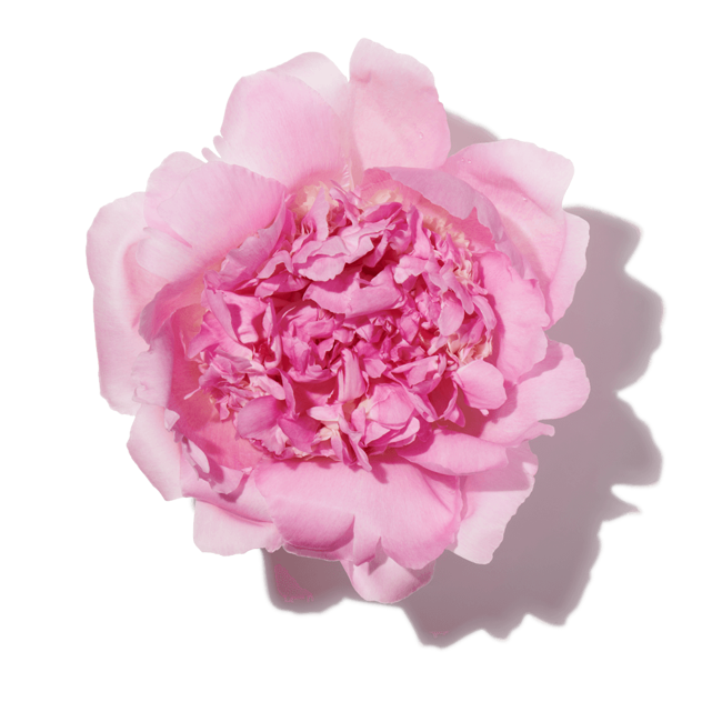 peonia rosa image content